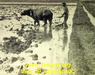 thm_JP_old035510C.jpg