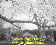 thm_JP_old035556C.jpg